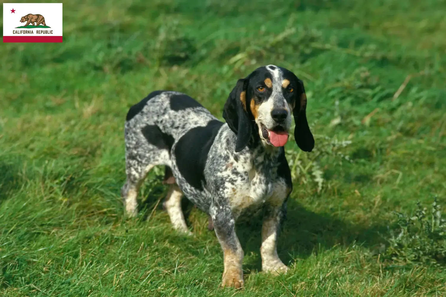 Basset bleu de Gascogne puppies and breeders California Find Basset bleu de Gascognes breeders in California.