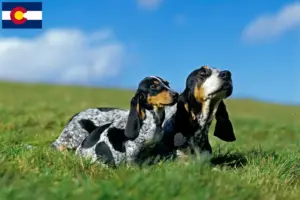 Read more about the article Basset bleu de Gascogne breeders and puppies in Colorado
