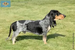 Read more about the article Basset bleu de Gascogne breeders and puppies in Delaware