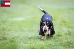 Read more about the article Basset bleu de Gascogne breeders and puppies in Georgia