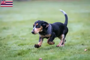 Read more about the article Basset bleu de Gascogne breeders and puppies in Hawaii
