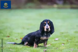 Read more about the article Basset bleu de Gascogne breeders and puppies in Idaho