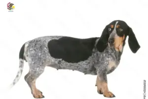 Read more about the article Basset bleu de Gascogne breeders and puppies in Illinois