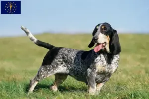 Read more about the article Basset bleu de Gascogne breeders and puppies in Indiana