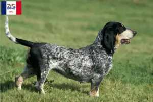 Read more about the article Basset bleu de Gascogne breeders and puppies in Iowa