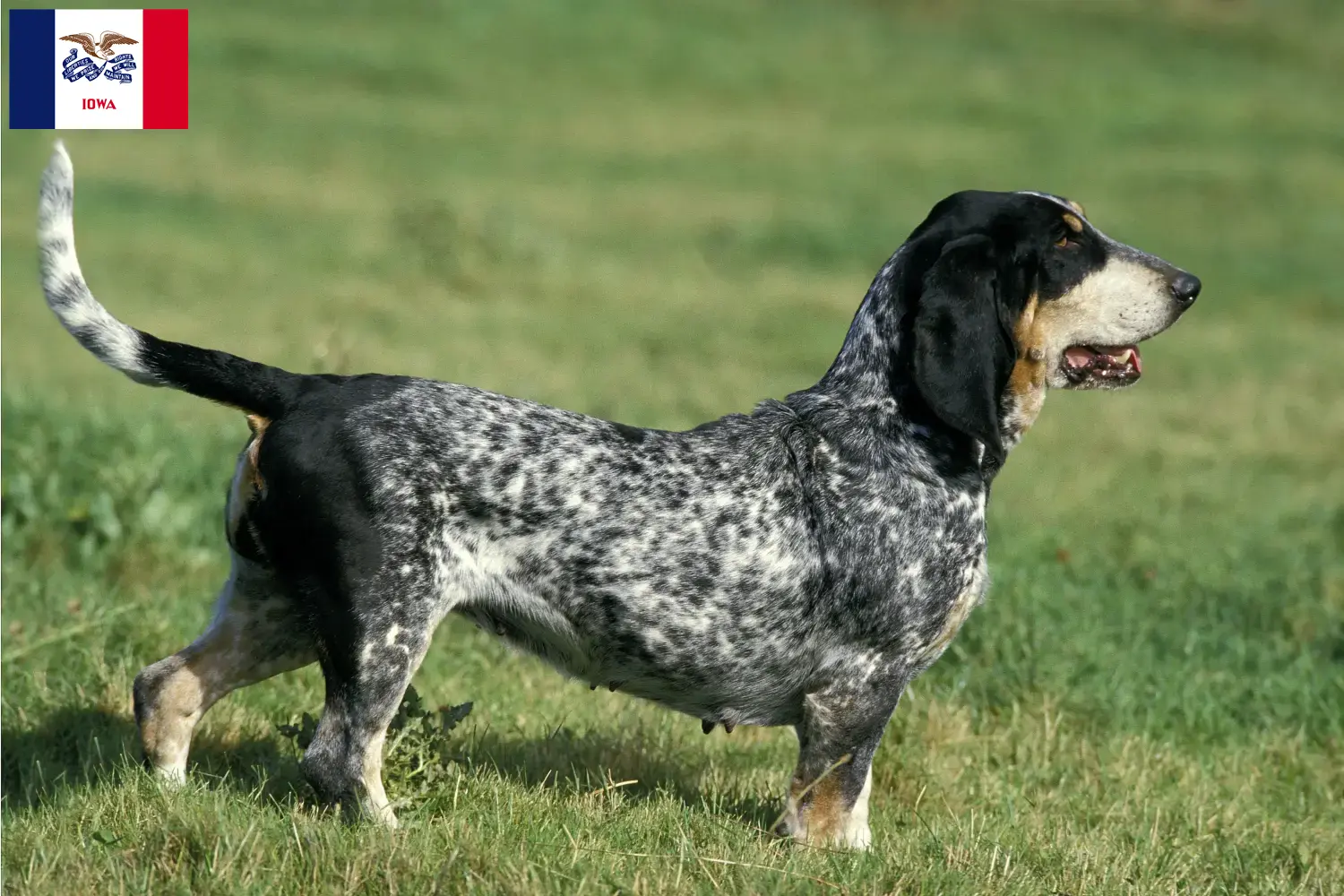 Basset bleu de Gascogne puppies and breeders Iowa Find Basset bleu de Gascognes breeders in Iowa.