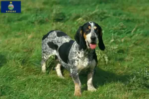 Read more about the article Basset bleu de Gascogne breeders and puppies in Kansas