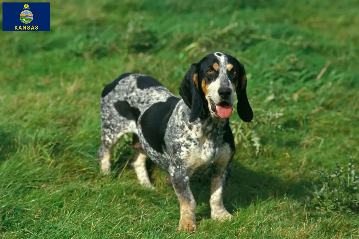 Basset bleu de Gascogne puppies and breeders Kansas Find Basset bleu de Gascognes breeders in Kansas here.