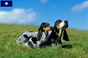 Read more about the article Basset bleu de Gascogne breeders and puppies in Kentucky