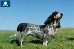 Read more about the article Basset bleu de Gascogne breeders and puppies in Louisiana