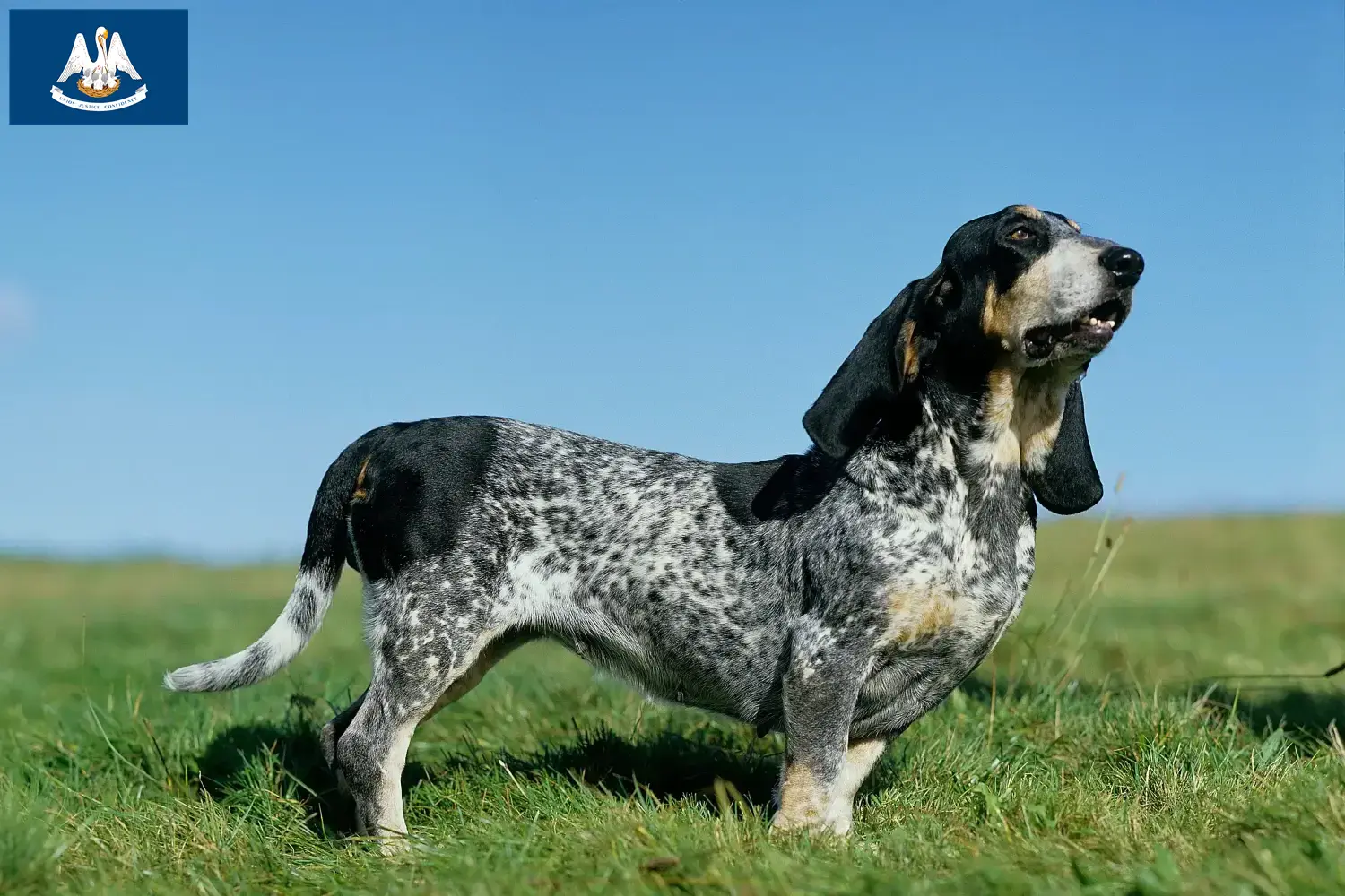 Basset bleu de Gascogne puppies and breeders Louisiana Find Basset bleu de Gascognes breeders in Louisiana.