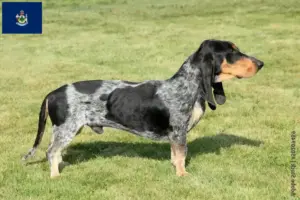 Read more about the article Basset bleu de Gascogne breeders and puppies in Maine