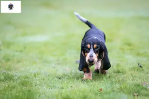 Read more about the article Basset bleu de Gascogne breeders and puppies in Massachusetts