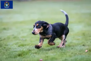 Read more about the article Basset bleu de Gascogne breeders and puppies in Michigan