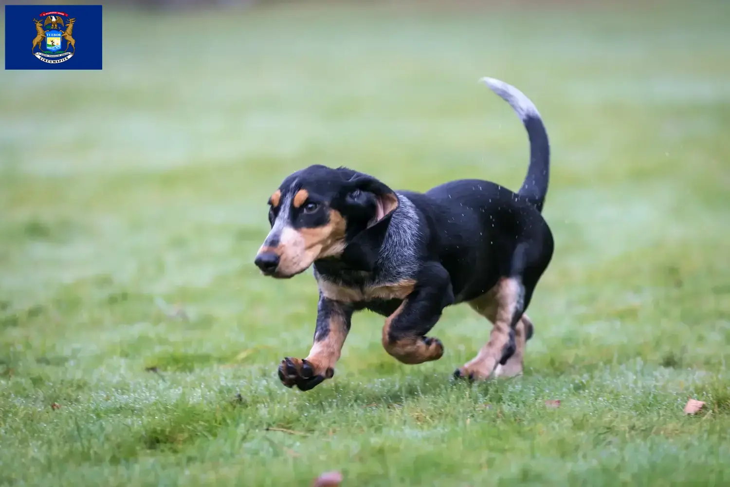 Basset bleu de Gascogne puppies and breeders Michigan Find Basset bleu de Gascognes breeders in Michigan.