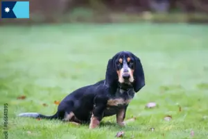 Read more about the article Basset bleu de Gascogne breeders and puppies in Minnesota