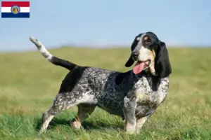 Read more about the article Basset bleu de Gascogne breeders and puppies in Missouri