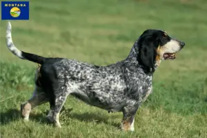 Read more about the article Basset bleu de Gascogne breeders and puppies in Montana