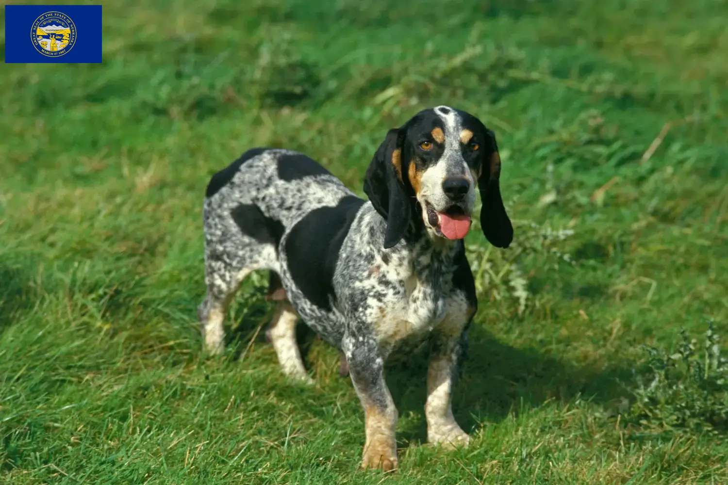 Read more about the article Basset bleu de Gascogne breeders and puppies in Nebraska