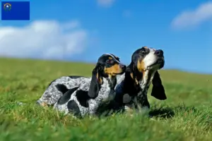 Read more about the article Basset bleu de Gascogne breeders and puppies in Nevada