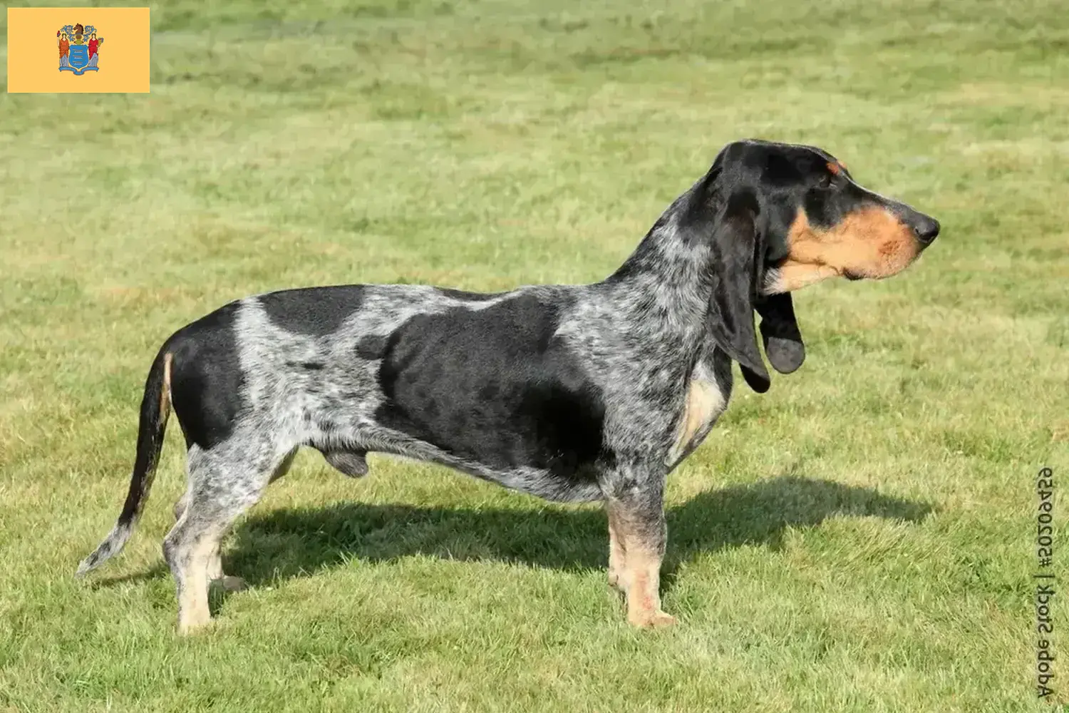 Basset bleu de Gascogne puppies and breeders New Jersey Find Basset bleu de Gascognes breeders in New Jersey.