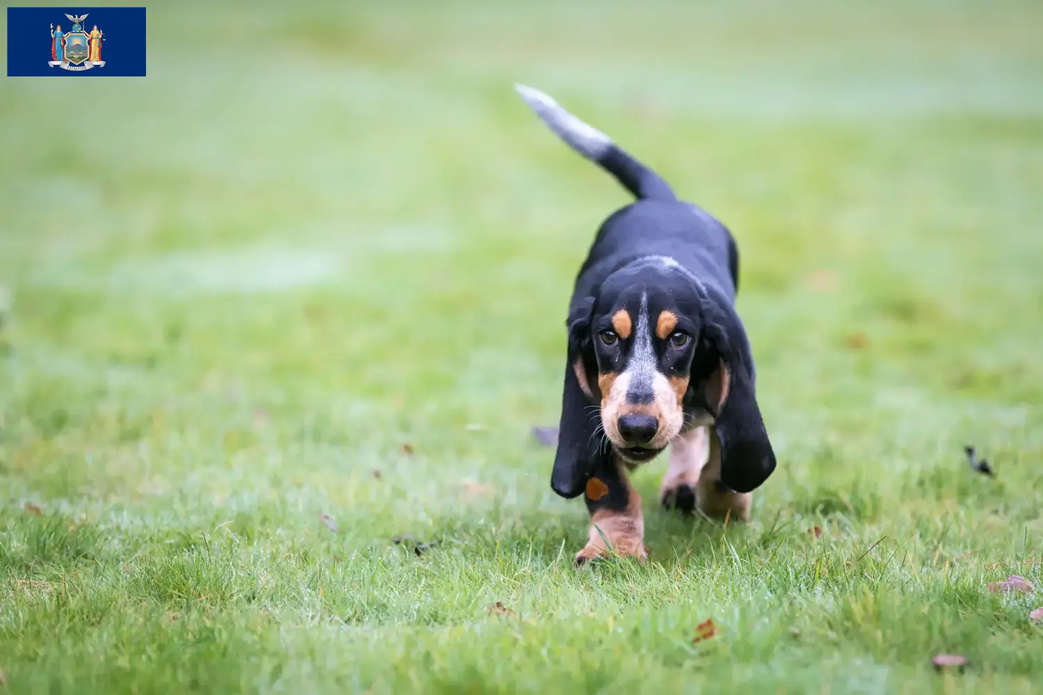 Basset bleu de Gascogne puppies and breeders New York Find Basset bleu de Gascognes breeders in New York here.