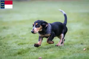 Read more about the article Basset bleu de Gascogne breeders and puppies in North Carolina