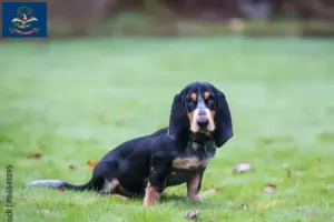 Read more about the article Basset bleu de Gascogne breeders and puppies in North Dakota