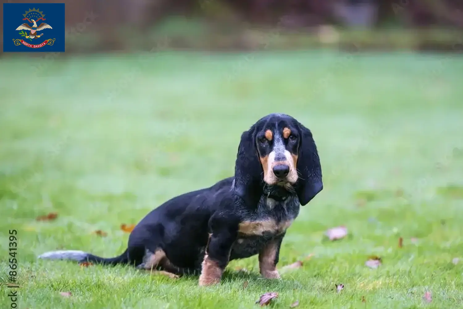 Basset bleu de Gascogne puppies and breeders North Dakota Find Basset bleu de Gascognes breeders in North Dakota.