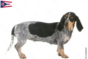 Read more about the article Basset bleu de Gascogne breeders and puppies in Ohio