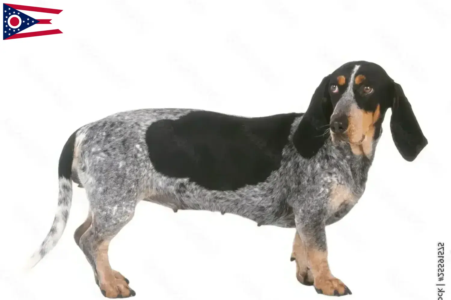 Basset bleu de Gascogne puppies and breeders Ohio Find Basset bleu de Gascognes breeders in Ohio.