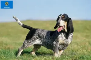 Read more about the article Basset bleu de Gascogne breeders and puppies in Oklahoma