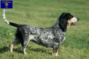 Read more about the article Basset bleu de Gascogne breeders and puppies in Oregon
