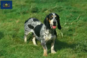 Read more about the article Basset bleu de Gascogne breeders and puppies in Pennsylvania