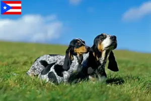 Read more about the article Basset bleu de Gascogne breeders and puppies in Puerto Rico
