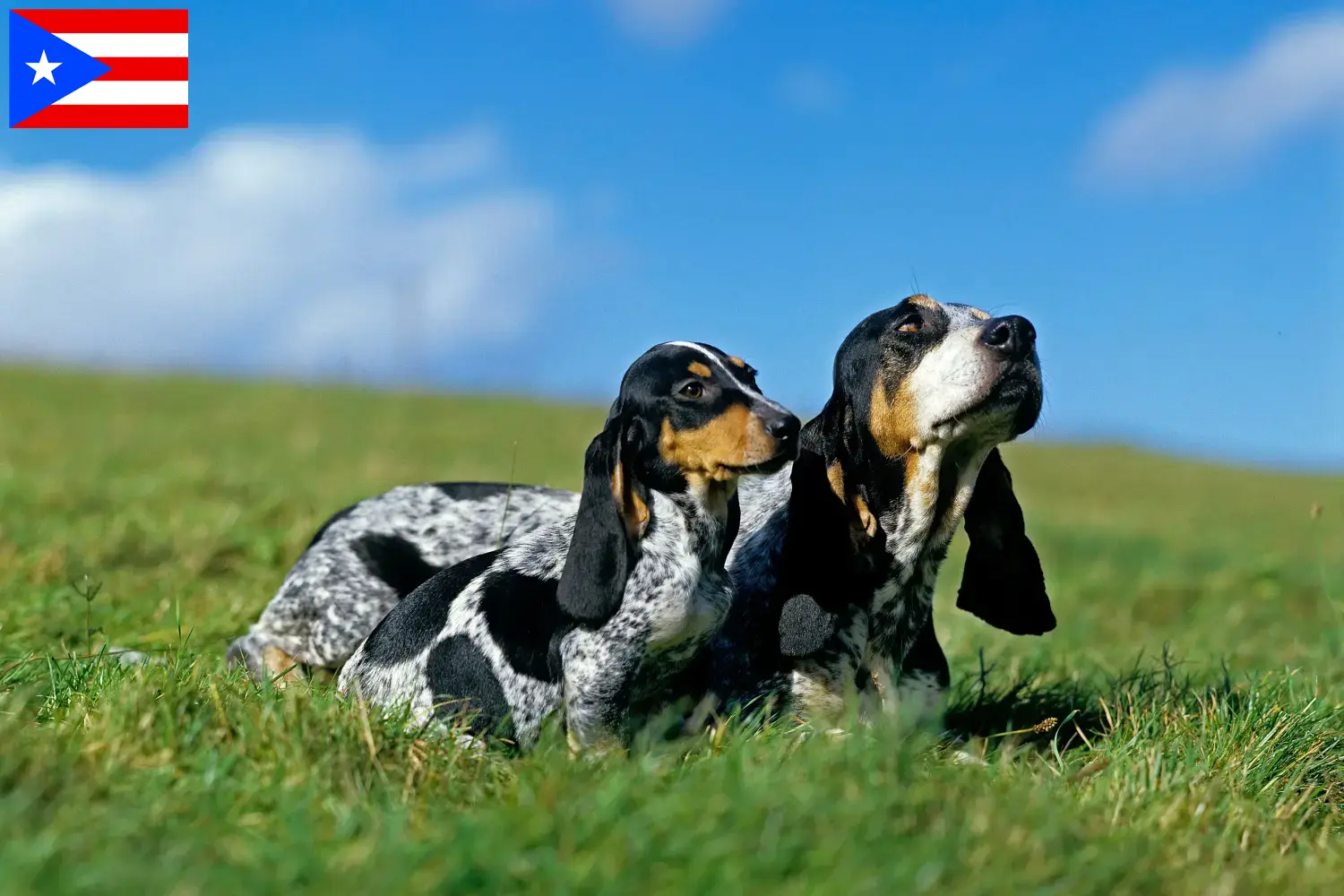 Basset bleu de Gascogne puppies and breeder Puerto Rico Find Basset bleu de Gascognes breeders in Puerto Rico.