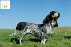 Read more about the article Basset bleu de Gascogne breeders and puppies in Rhode Island
