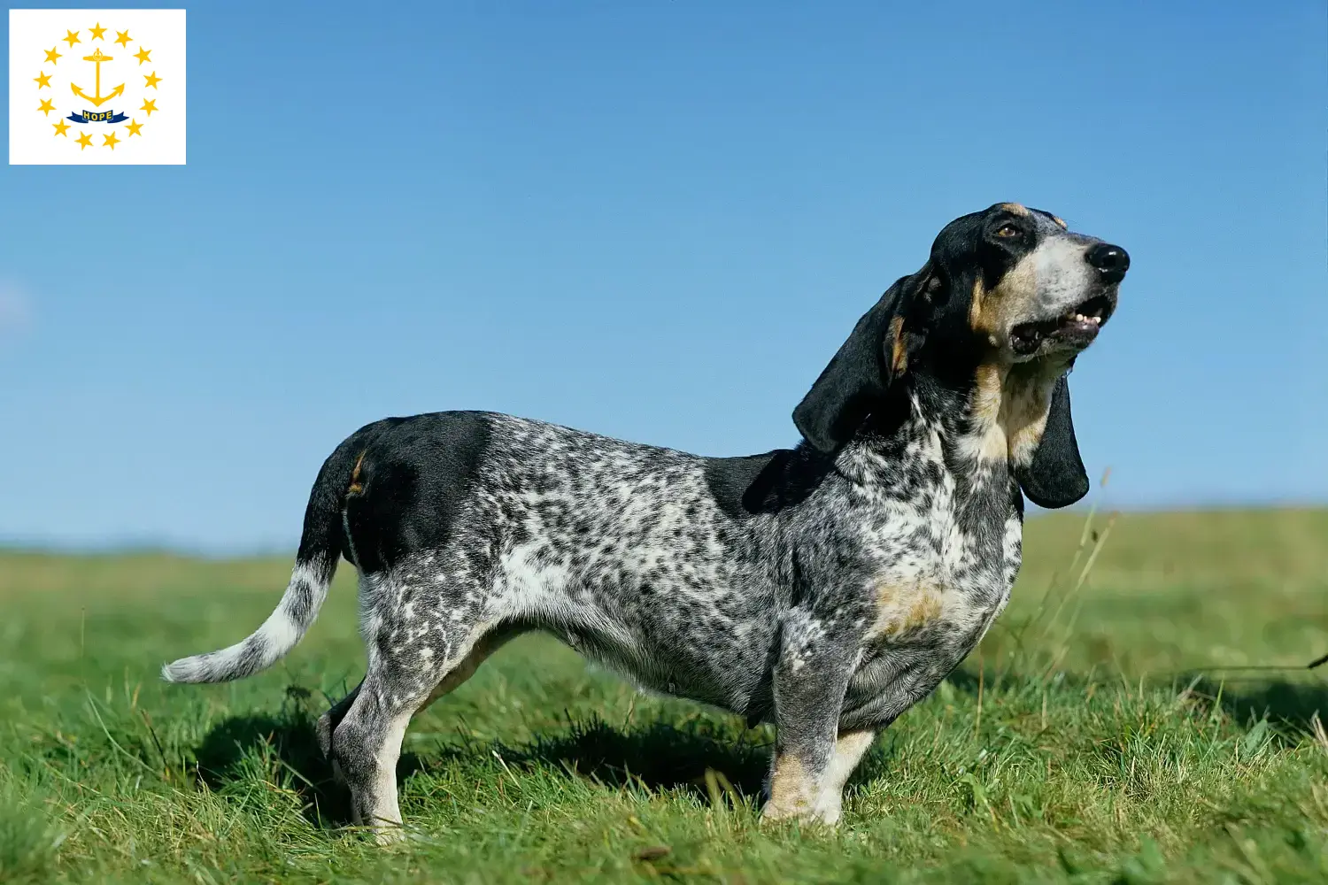 Basset bleu de Gascogne puppies and breeders Rhode Island Find Basset bleu de Gascognes breeders in Rhode Island.