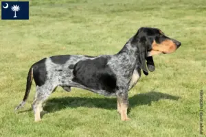 Read more about the article Basset bleu de Gascogne breeders and puppies in South Carolina