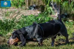 Read more about the article Basset bleu de Gascogne breeders and puppies in South Dakota