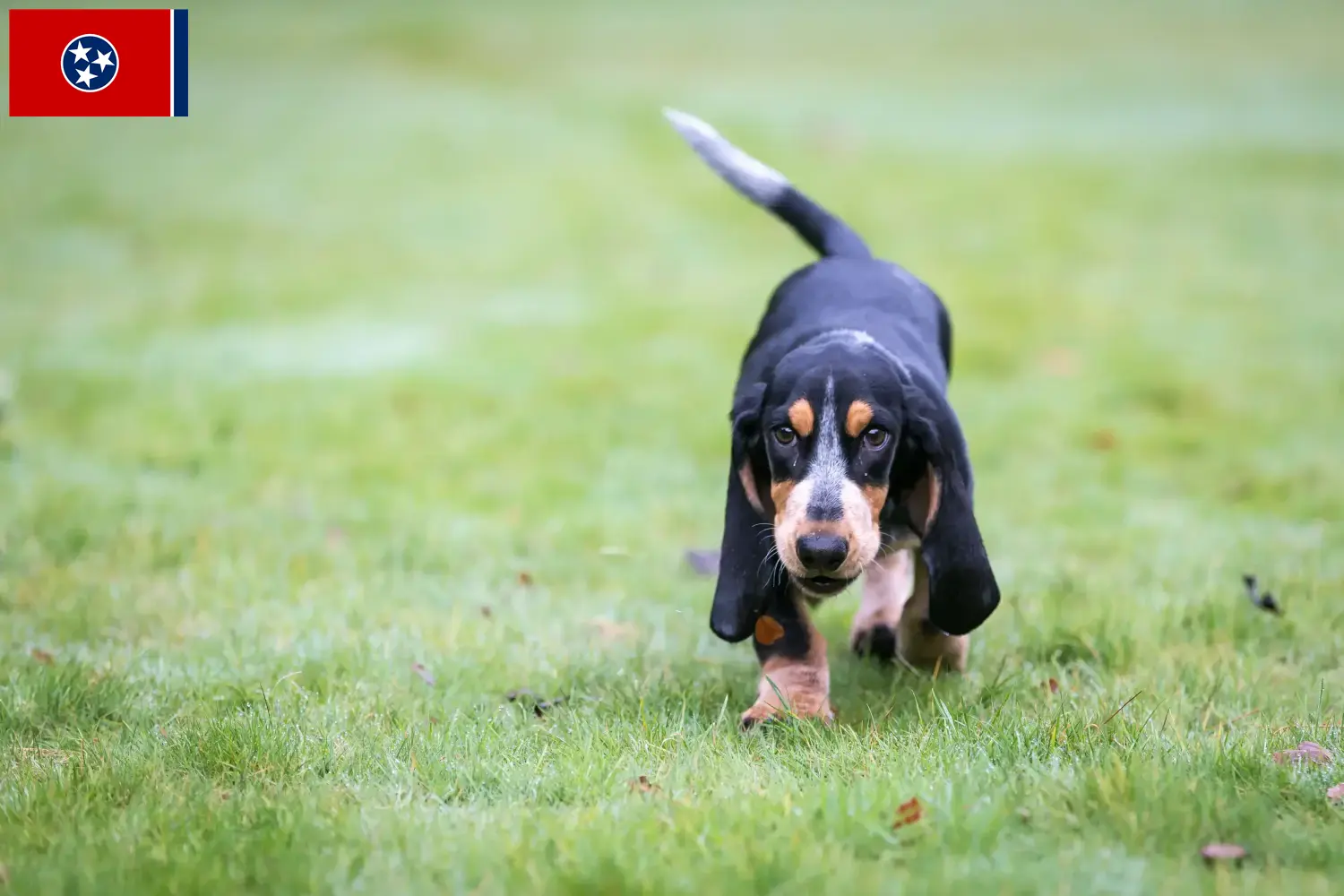 Basset bleu de Gascogne puppies and breeders Tennessee Find Basset bleu de Gascognes breeders in Tennessee.