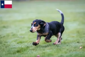 Read more about the article Basset bleu de Gascogne breeders and puppies in Texas