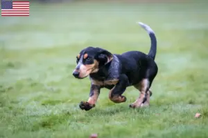 Read more about the article Basset bleu de Gascogne breeders and puppies in the USA