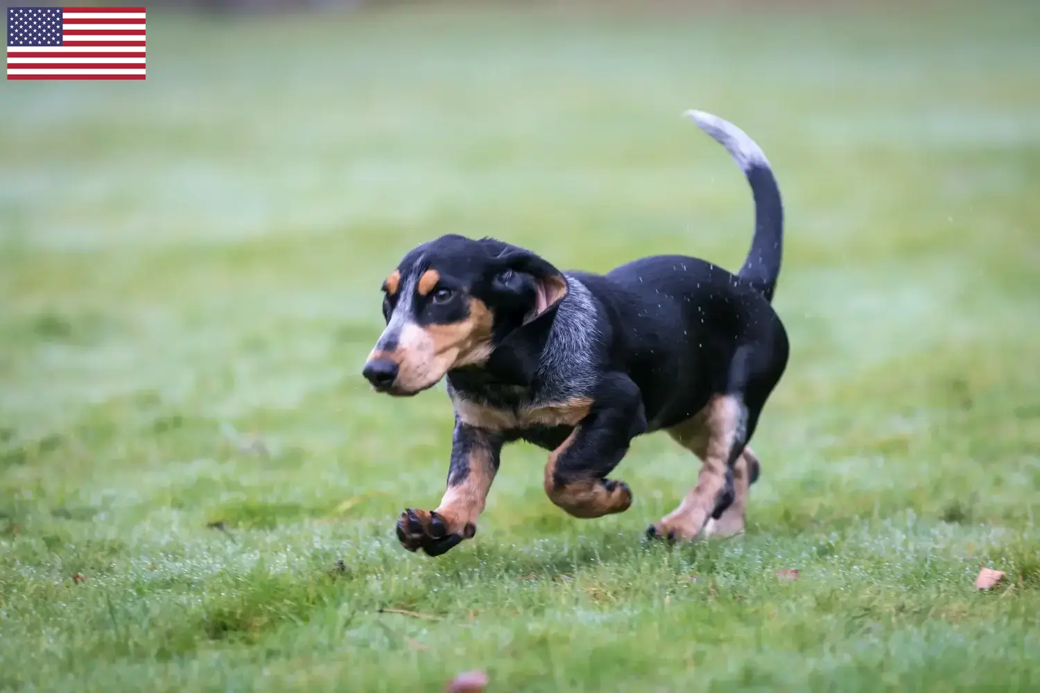 Basset bleu de Gascogne puppies and breeders USA Find Basset bleu de Gascognes breeders in the USA here.