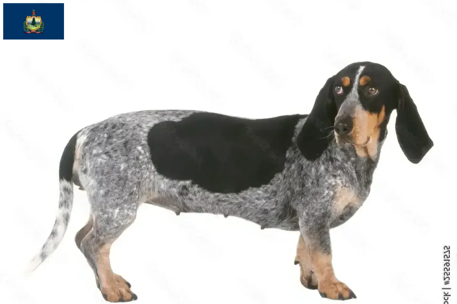 Basset bleu de Gascogne puppies and breeders Vermont Find Basset bleu de Gascognes breeders in Vermont.