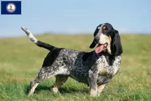 Read more about the article Basset bleu de Gascogne breeders and puppies in Virginia
