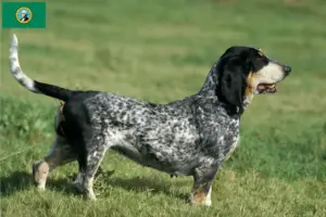 Read more about the article Basset bleu de Gascogne breeders and puppies in Washington