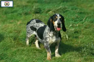 Read more about the article Basset bleu de Gascogne breeders and puppies in West Virginia