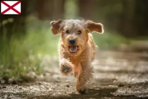 Read more about the article Basset fauve de Bretagne breeders and puppies in Alabama