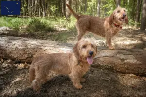 Read more about the article Basset fauve de Bretagne breeders and puppies in Alaska
